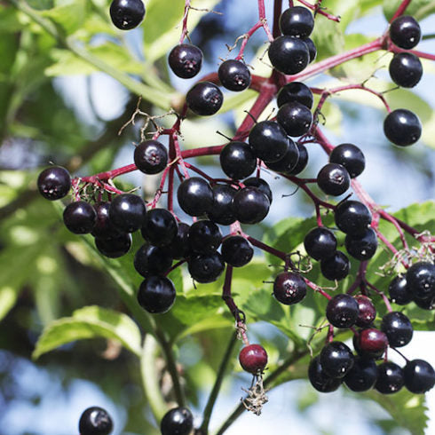 The Elderberry – Superfruit and Antioxidant